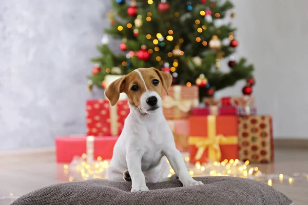 크리스마스 이브 크리스마스 이브에 조명 과 함께 계절 장식 배경에 대한 강아지. — 스톡 사진