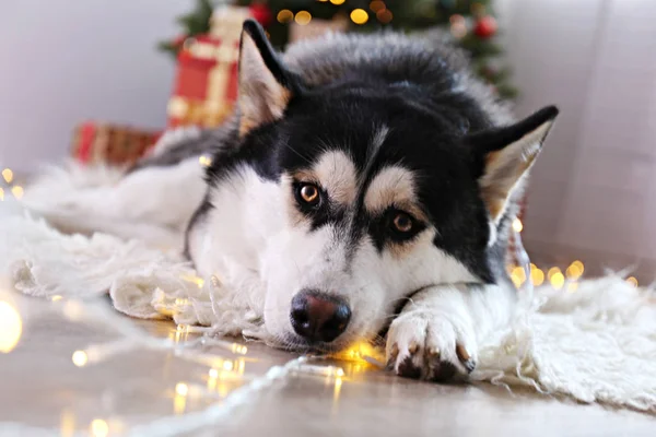 Doggy la veille de Noël sur fond de décoration saisonnière avec des lumières . — Photo