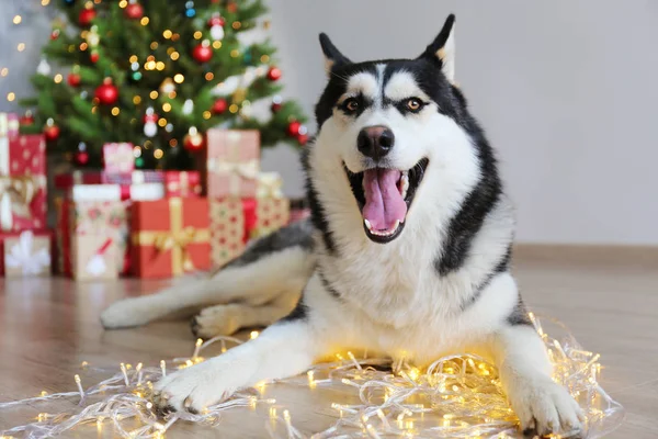 Doggy la veille de Noël sur fond de décoration saisonnière avec des lumières . — Photo