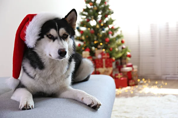 Doggy la veille de Noël sur fond de décoration saisonnière avec des lumières . — Photo