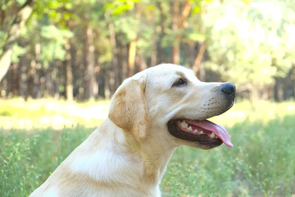 Portrait of young labrador retriever dog out in the woods on a nice sunny day. Six months old doggy walking in the park. Close up, copy space, background. — ストック写真