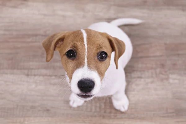 Cute two months old Jack Russel terrier puppy with folded ears. Small adorable doggy with funny fur stains. Close up, copy space, wood textured floor and white wall background. — ストック写真