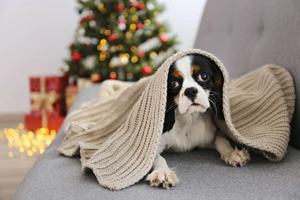 Chien drôle yeux ahurissants assis seul à la maison . — Photo