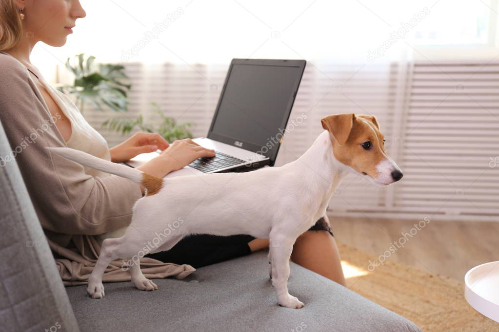 Close up shot of young woman working remotely from home on laptop, sitting on the couch in living room with her jack russell terrier puppy. Lofty interior design. Copy space, background,