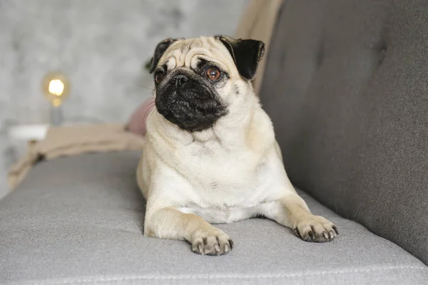 Funny dreamy pug with sad facial expression lying on the grey textile couch with blanket and cushion. Domestic pet at home. Purebred dog with wrinkled face. Close up, copy space, background. — Stock Photo, Image