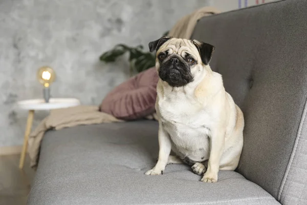 Funny dreamy pug dengan ekspresi wajah sedih berbaring di sofa tekstil abu-abu dengan selimut dan bantal. Hewan peliharaan domestik di rumah. Anjing ras dengan wajah keriput. Tutup, salin spasi, latar belakang . — Stok Foto