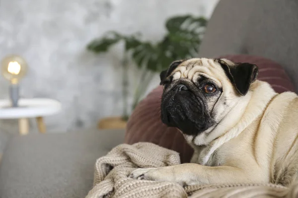 Funny dreamy pug dengan ekspresi wajah sedih berbaring di sofa tekstil abu-abu dengan selimut dan bantal. Hewan peliharaan domestik di rumah. Anjing ras dengan wajah keriput. Tutup, salin spasi, latar belakang . — Stok Foto