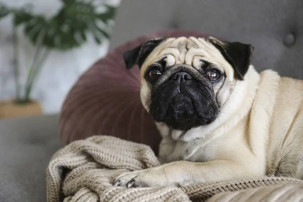 Funny drømmende pug med trist ansigtsudtryk liggende på den grå tekstil sofa med tæppe og pude. Husdyr derhjemme. Racerene hund med rynket ansigt. Tæt på, kopieringsrum, baggrund . - Stock-foto