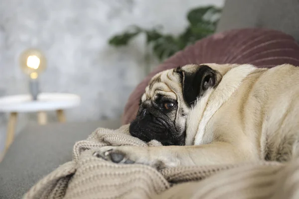 Funny dreamy pug dengan ekspresi wajah sedih berbaring di sofa tekstil abu-abu dengan selimut dan bantal. Hewan peliharaan domestik di rumah. Anjing ras dengan wajah keriput. Tutup, salin spasi, latar belakang . — Stok Foto