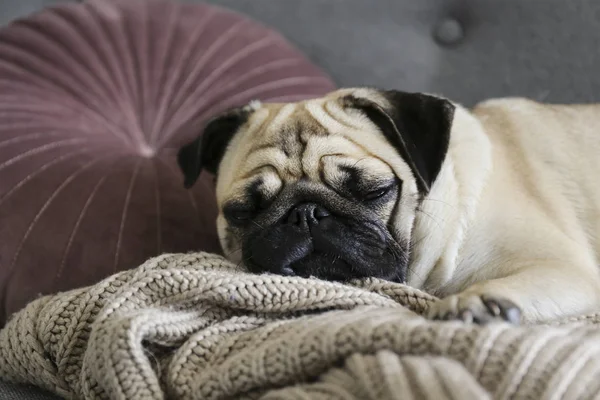 Funny dreamy pug dengan ekspresi wajah sedih berbaring di sofa tekstil abu-abu dengan selimut dan bantal. Hewan peliharaan domestik di rumah. Anjing ras dengan wajah keriput. Tutup, salin spasi, latar belakang . — Stok Foto