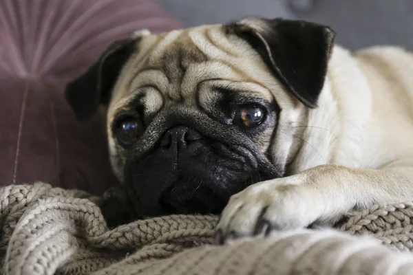 Funny drømmende pug med trist ansigtsudtryk liggende på den grå tekstil sofa med tæppe og pude. Husdyr derhjemme. Racerene hund med rynket ansigt. Tæt på, kopieringsrum, baggrund . - Stock-foto