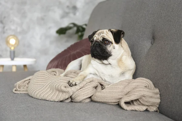 Funny dreamy pug dengan ekspresi wajah sedih berbaring di sofa tekstil abu-abu dengan selimut dan bantal. Hewan peliharaan domestik di rumah. Anjing ras dengan wajah keriput. Tutup, salin spasi, latar belakang . — Stok Foto