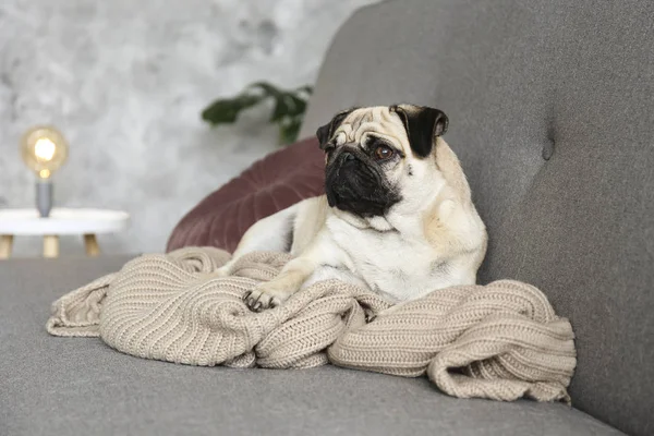 Funny drømmende pug med trist ansigtsudtryk liggende på den grå tekstil sofa med tæppe og pude. Husdyr derhjemme. Racerene hund med rynket ansigt. Tæt på, kopieringsrum, baggrund . - Stock-foto