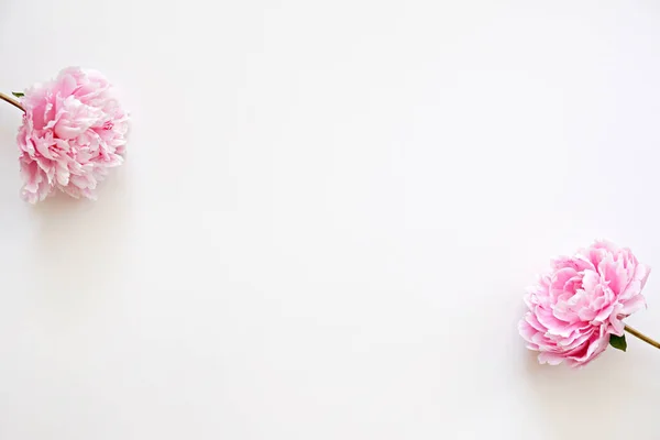 Στιγμιότυπο Στούντιο Δύο Όμορφων Ροζ Παιώνιων Λουλουδιών Γωνίες Ανάγλυφο Φόντο — Φωτογραφία Αρχείου