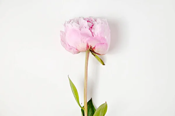 Estúdio Tiro Uma Única Flor Peônia Bonita Sobre Fundo Branco — Fotografia de Stock