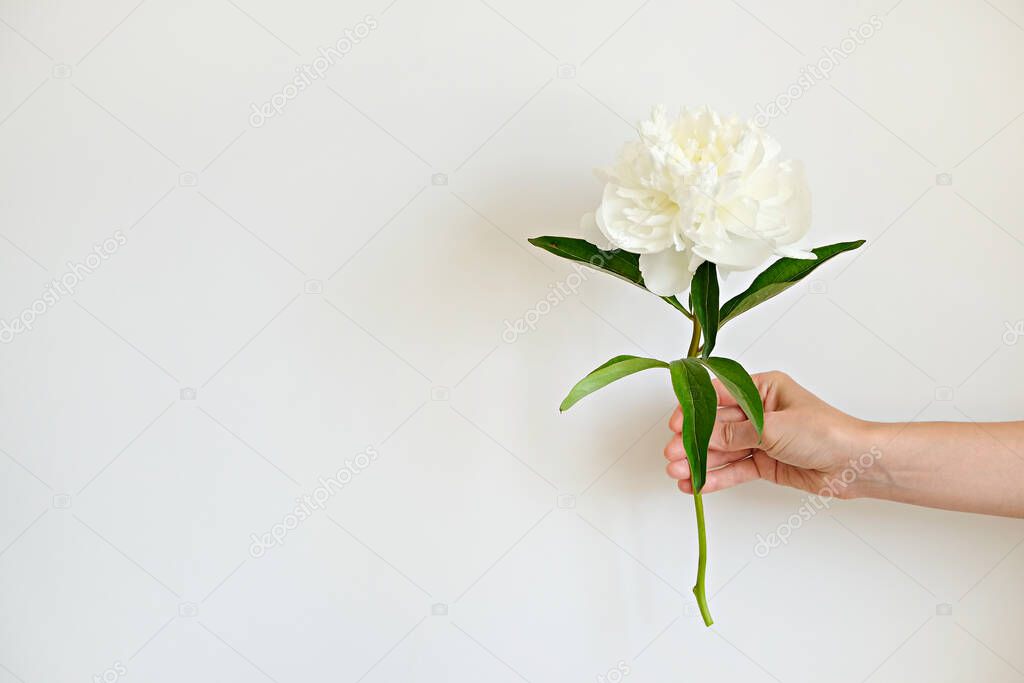 Cropped shot of female hand holding one bright peony with lush bud. Woman with single white flower. White backgound, copy space for text. Top view, close up, minimalistic composition.