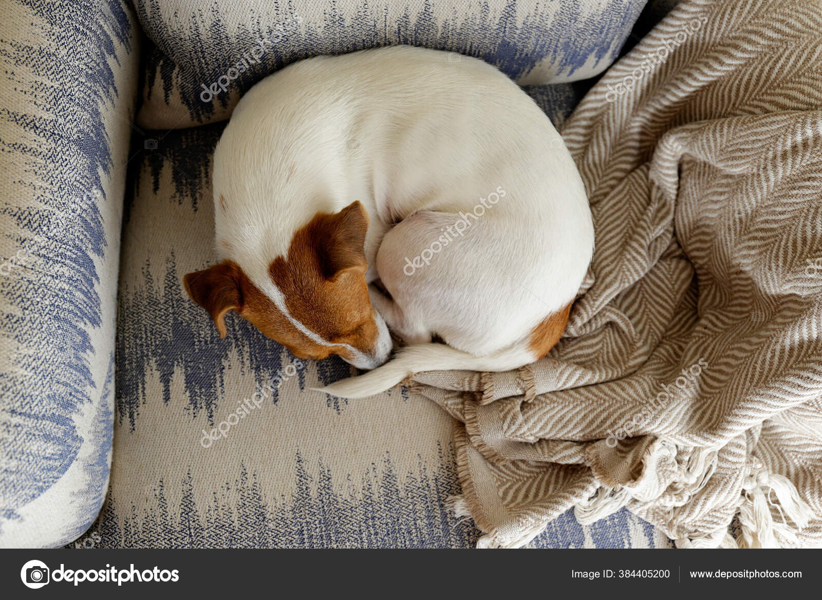 Cute One Year Old Jack Russel Terrier Puppy Folded Ears Stock