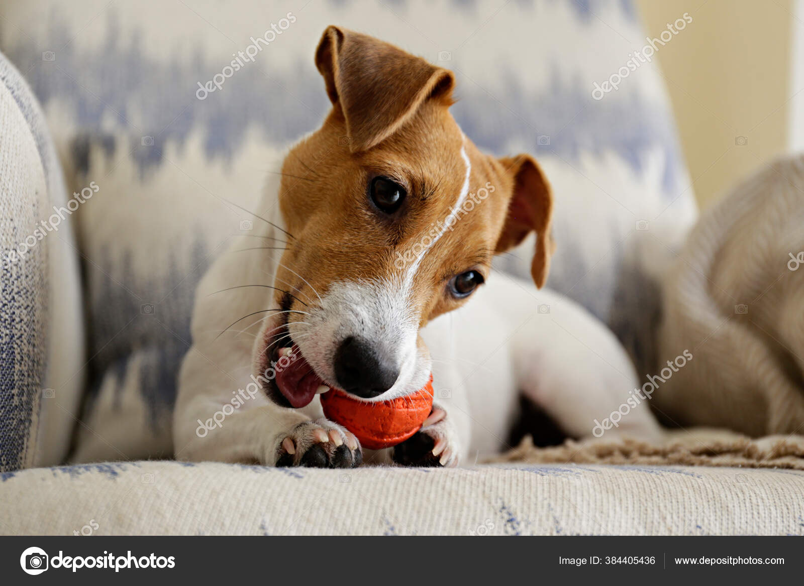 Cute One Year Old Jack Russel Terrier Puppy Folded Ears Stock