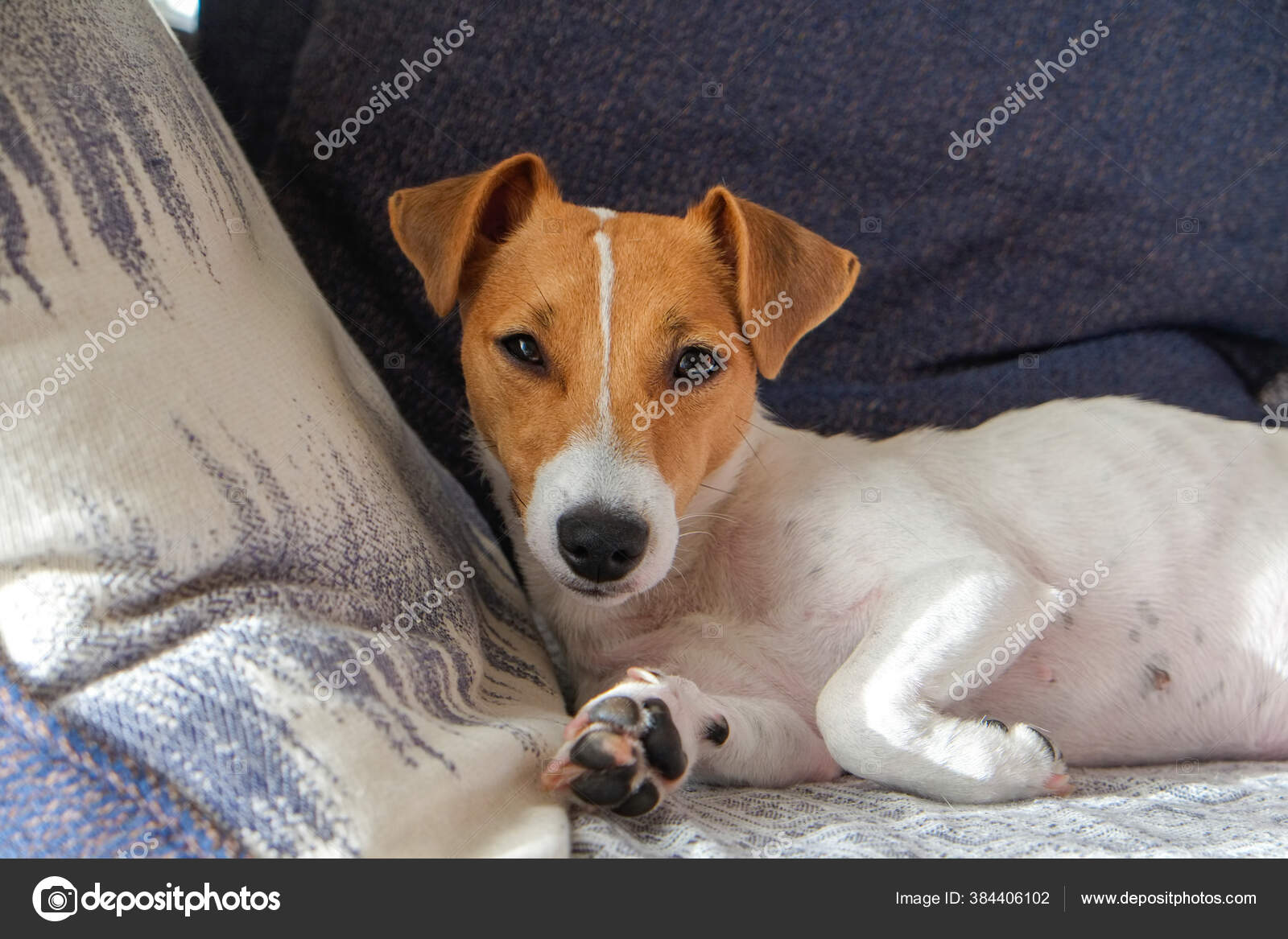 Cute One Year Old Jack Russel Terrier Puppy Folded Ears Stock