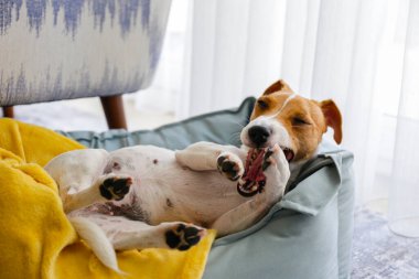 Sarı battaniyeli bir köpek yatağında dinlenen büyük kulaklı sevimli uykucu Jack Russel terrier köpeği. Yerde yatan komik kürk lekeli küçük sevimli köpek. Kapat, boşluğu kopyala, arkaplan, üst görünüm.
