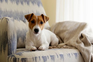 Meraklı Jack Russell Terrier yavrusu kameraya bakıyor. Evdeki koltukta katlanmış kulakları olan, yüzünde komik bir ifadeyle sevimli bir köpek. Kapat, kopyala boşluk, arkaplan.