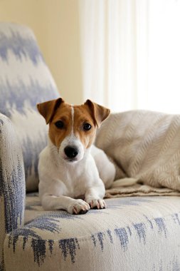 Meraklı Jack Russell Terrier yavrusu kameraya bakıyor. Evdeki koltukta katlanmış kulakları olan, yüzünde komik bir ifadeyle sevimli bir köpek. Kapat, kopyala boşluk, arkaplan.