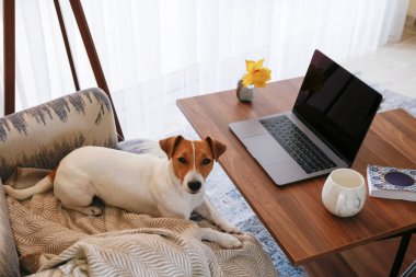 Merkez ofis konsepti. Oturma odasındaki çalışma alanından. Modern laptop ve bir fincan sıcak içecek ahşap masada. Sevimli köpek kanepede tek başına oturuyor. Kapat, kopyala boşluk, arkaplan.