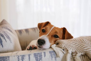 Meraklı Jack Russell Terrier yavrusu kameraya bakıyor. Evdeki koltukta katlanmış kulakları olan, yüzünde komik bir ifadeyle sevimli bir köpek. Kapat, kopyala boşluk, arkaplan.