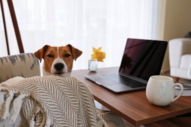 Merkez ofis konsepti. Oturma odasındaki çalışma alanından. Modern laptop ve bir fincan sıcak içecek ahşap masada. Sevimli köpek kanepede tek başına oturuyor. Kapat, kopyala boşluk, arkaplan.