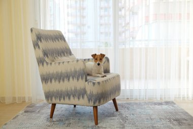 Meraklı Jack Russell Terrier yavrusu kameraya bakıyor. Evdeki koltukta katlanmış kulakları olan, yüzünde komik bir ifadeyle sevimli bir köpek. Kapat, kopyala boşluk, arkaplan.