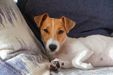 Meraklı Jack Russell Terrier yavrusu kameraya bakıyor. Evdeki kanepede katlanmış kulakları olan sevimli köpekçik yüzünde sevimli bir uykulu bakışla yatıyor. Kapat, kopyala boşluk, arkaplan.