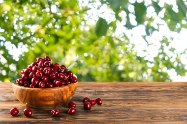 Koyu kahverengi ahşap masa üzerinde olgun organik kirazlarla dolu ahşap bir kâse. Kır kenarı bahar sahnesi, ağaçlar, yeşil yapraklar yaz arkaplanı. Çiğ vejetaryen yemeği. Kapat, boşluğu kopyala.