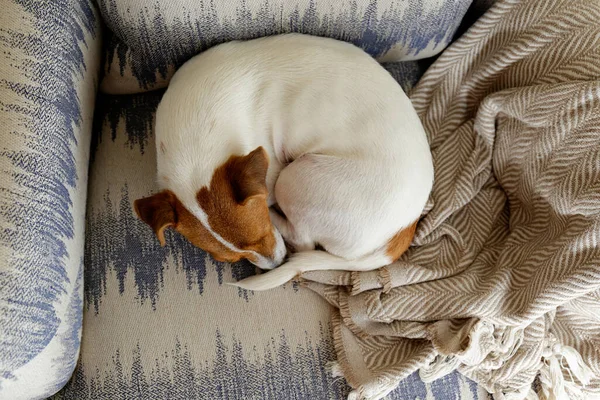 可爱的杰克罗素特里耶睡在家里的扶手椅上 蜷缩在一个球里 可爱的小狗 在鼻子对尾巴的姿势小睡片刻 复制空间 顶部视图 — 图库照片