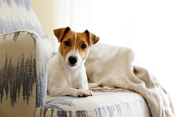 Curioso Cachorro Jack Russell Terrier Mirando Cámara Adorable Perrito Con — Foto de Stock