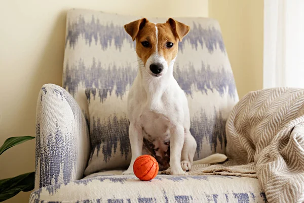 Zvědavý Jack Russell Teriér Štěně Hrát Oblíbenou Hračkou Dívat Kamery — Stock fotografie