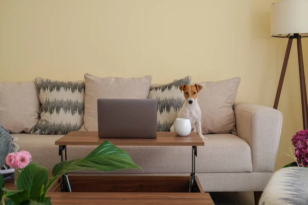 Home office concept. Designated work from home area in living room. Modern laptop and cup of hot beverage on wooden table. Adorable doggy sitting alone on the couch. Close up, copy space, background.