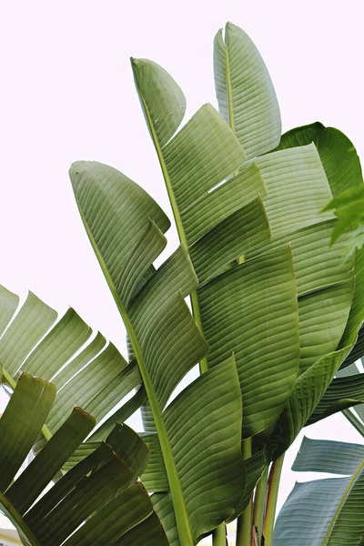 Grupa Big Bananów Zielonych Liści Egzotyczne Palmy Promieniach Słońca Białym — Zdjęcie stockowe