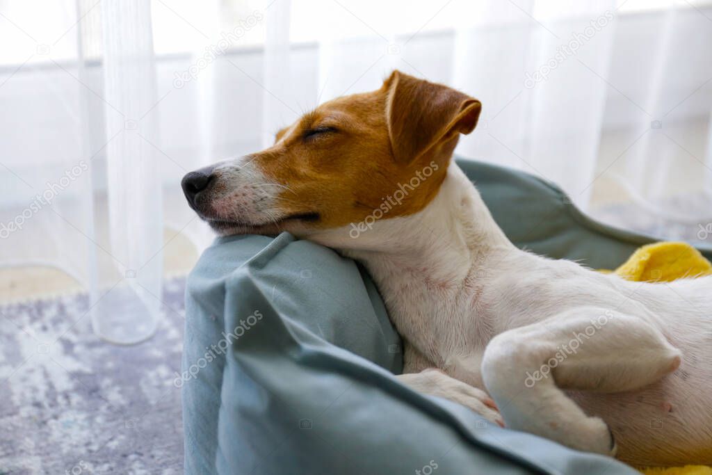 Cute sleepy Jack Russel terrier puppy with big ears resting on a dog bed with yellow blanket. Small adorable doggy with funny fur stains lying in lounger. Close up, copy space, background, top view.