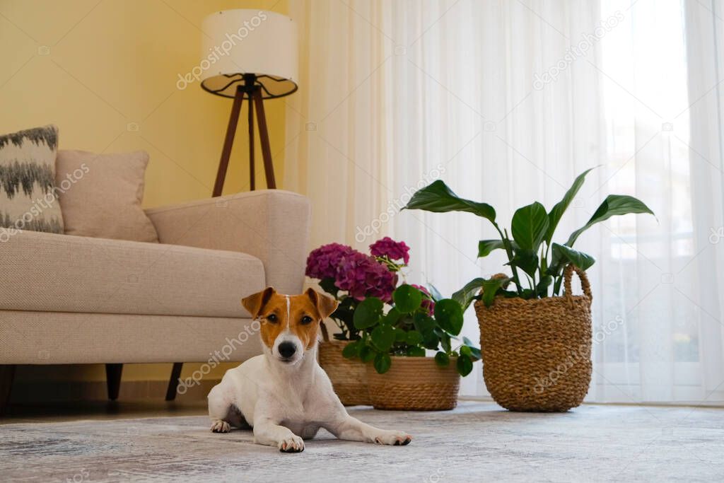 Curious Jack Russell Terrier puppy looking at the camera. Adorable doggy with folded ears lying on the floor at home. Couch, lamp and house plants on background. Close up, copy space.