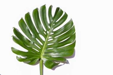 Beyaz arka planda izole edilmiş egzotik palmiye yapraklarından oluşan büyük yeşil bir canavar. Görünür dokusu olan tek bir tropikal orman bitkisi. Kirlilikten arınmış sembol. Kapat, boşluğu kopyala.