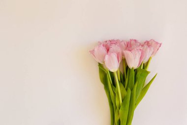 Taze çiçek kompozisyonu, arka planda çift renkli lalelerin düzenlenmesi. Uluslararası Kadınlar Günü, Anneler Günü karşılama konsepti. Boşluğu kopyala, kapat, üst görünüm, düz yatış.