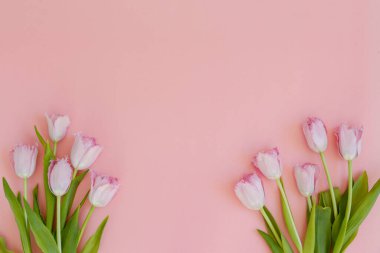 Taze çiçek kompozisyonu, arka planda pembe kağıtlı çift renkli lalelerin düzenlenmesi. Uluslararası Kadınlar Günü, Anneler Günü karşılama konsepti. Boşluğu kopyala, kapat, üst görünüm, düz yatış.