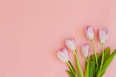 Taze çiçek kompozisyonu, arka planda pembe kağıtlı çift renkli lalelerin düzenlenmesi. Uluslararası Kadınlar Günü, Anneler Günü karşılama konsepti. Boşluğu kopyala, kapat, üst görünüm, düz yatış.