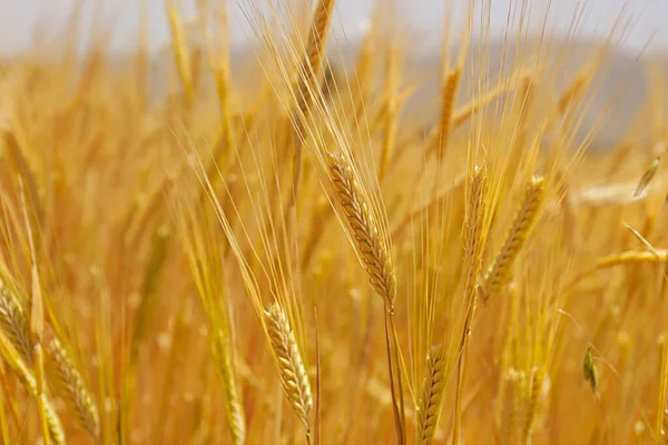 Concepto Temporada Cosecha Macro Disparo Espigas Trigo Dorado Campo Cultivo —  Fotos de Stock