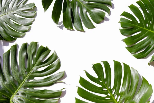 Grupa Dużych Zielonych Liści Monstera Egzotycznych Palm Wyizolowanych Białym Tle — Zdjęcie stockowe