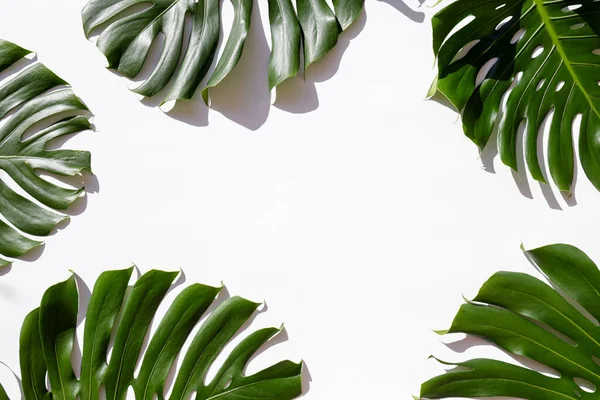 Grupo Folhas Monstera Verdes Grandes Palmeira Exótica Isolada Fundo Branco — Fotografia de Stock