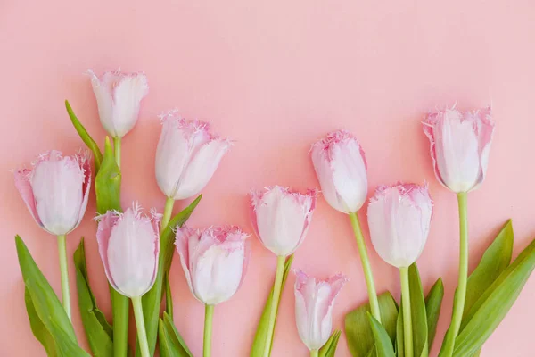 Frische Blume Komposition Anordnung Von Zweifarbigen Tulpen Auf Rosa Papier — Stockfoto