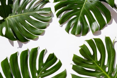 Beyaz arka planda izole edilmiş egzotik palmiye yapraklarından oluşan büyük yeşil canavar grubu. Görünür dokusu olan tropik orman bitkisi. Kirlilikten arınmış sembol. Kapat, boşluğu kopyala.