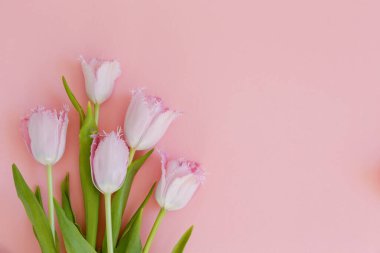 Taze çiçek kompozisyonu, arka planda pembe kağıtlı çift renkli lalelerin düzenlenmesi. Uluslararası Kadınlar Günü, Anneler Günü karşılama konsepti. Boşluğu kopyala, kapat, üst görünüm, düz yatış.