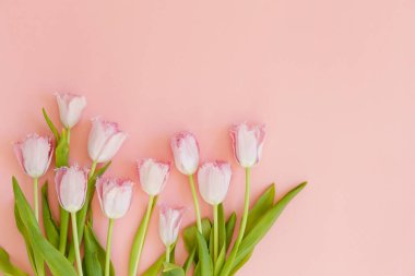 Taze çiçek kompozisyonu, arka planda pembe kağıtlı çift renkli lalelerin düzenlenmesi. Uluslararası Kadınlar Günü, Anneler Günü karşılama konsepti. Boşluğu kopyala, kapat, üst görünüm, düz yatış.